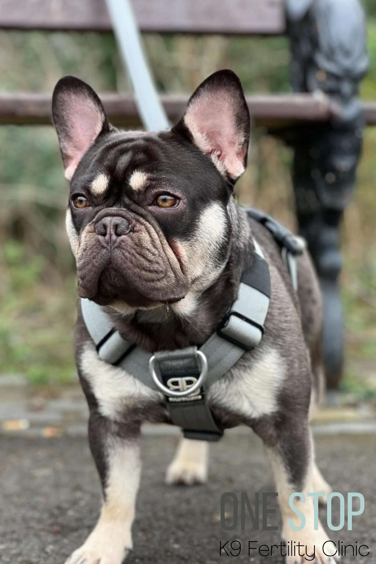 Frenchie Bull Dogs