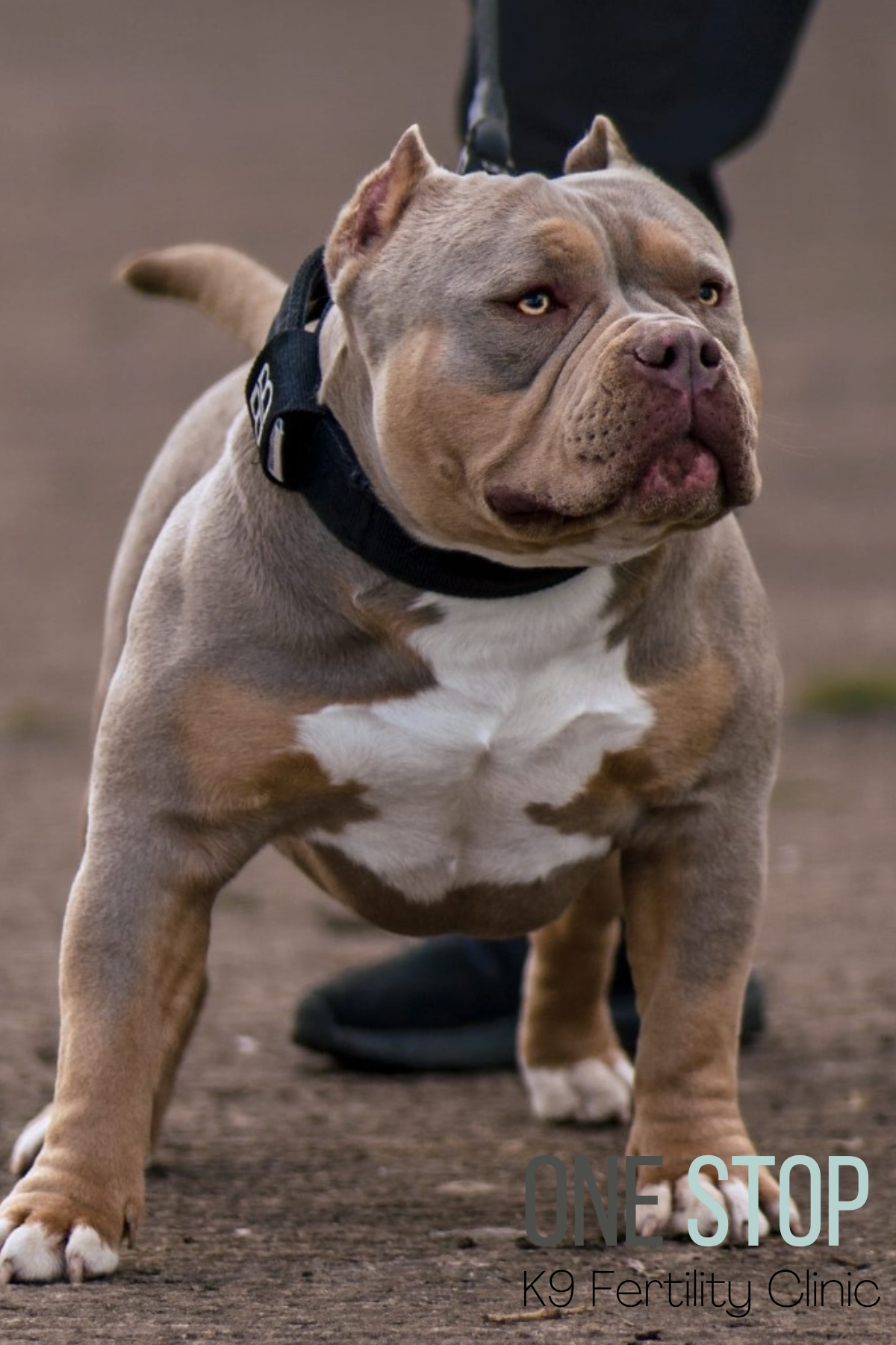 Pocket Bully Stud Newcastle