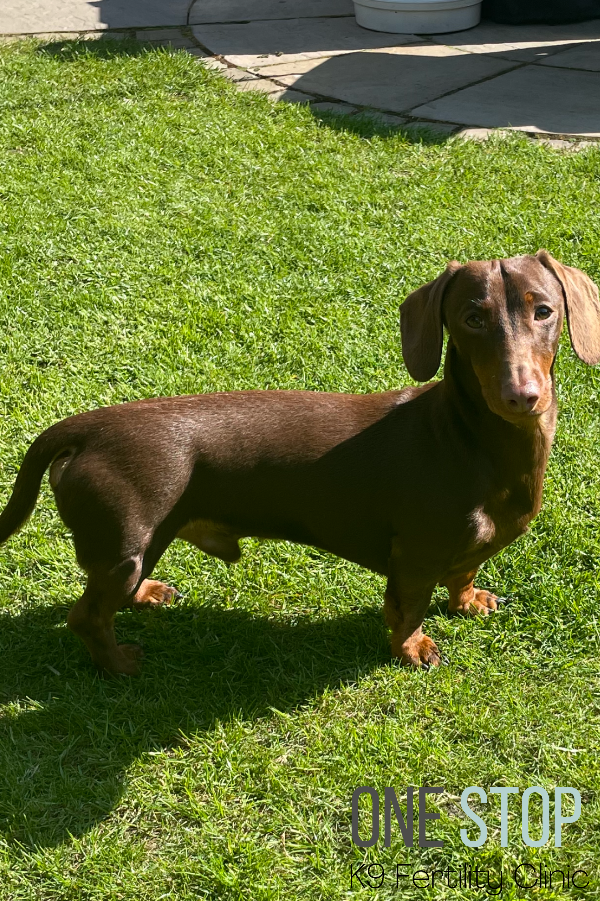 Dachshund