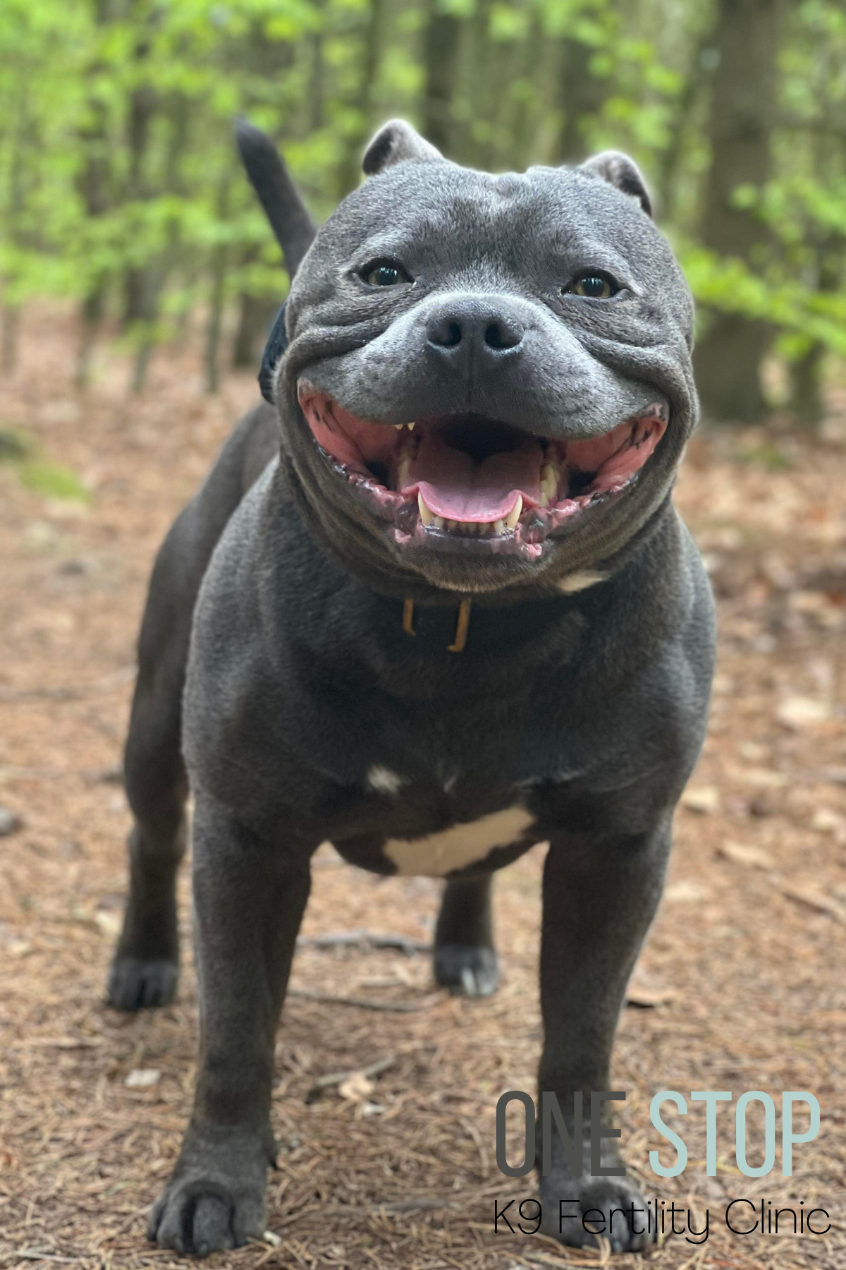 Blue Staffy Stud Dog