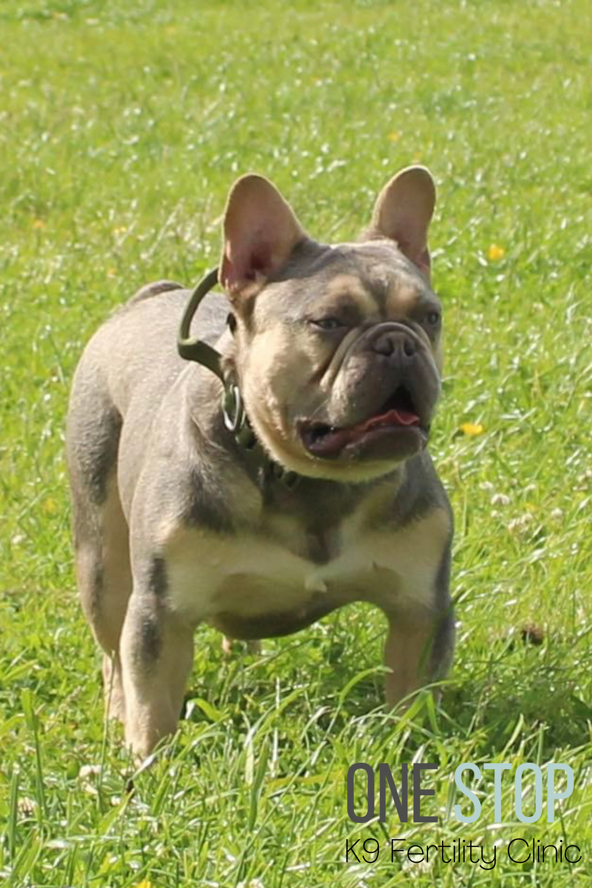 Frenchie Stud Dog