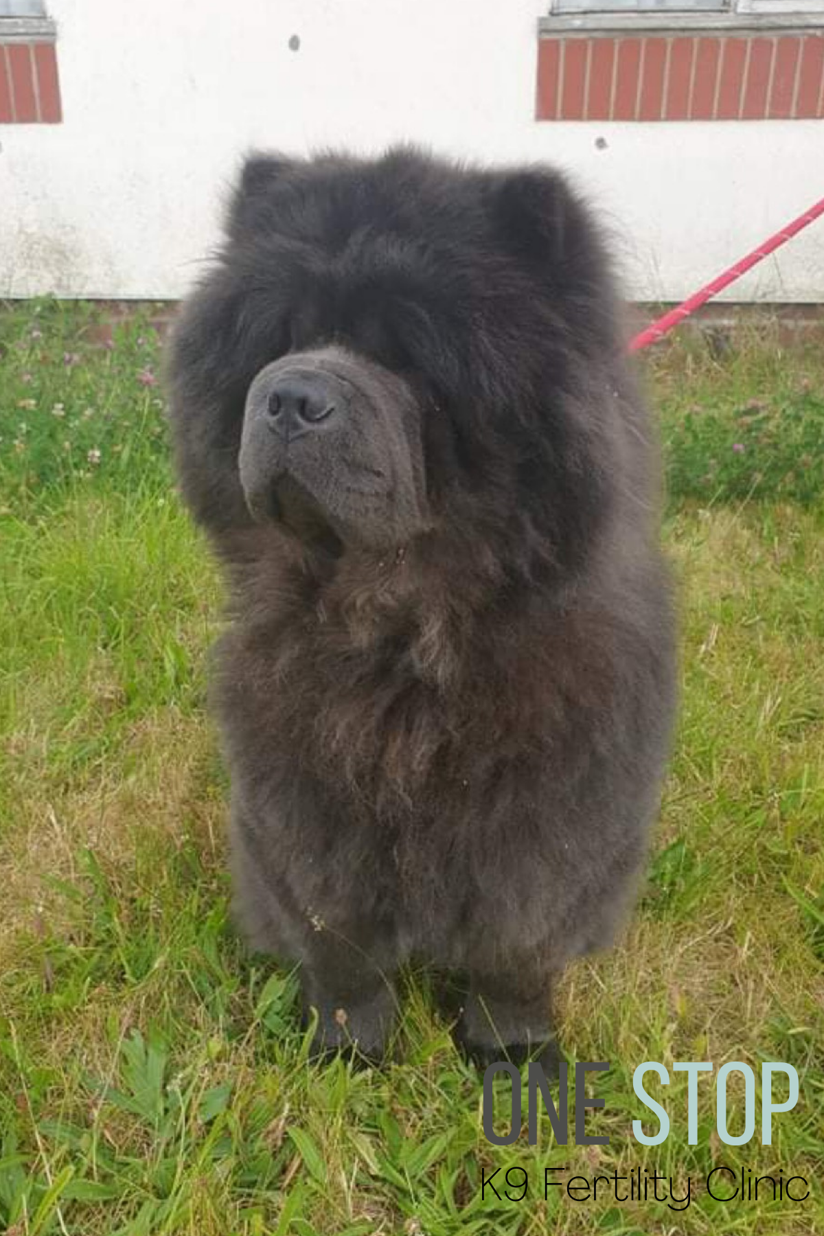 Chow Chow Stud Dog North East