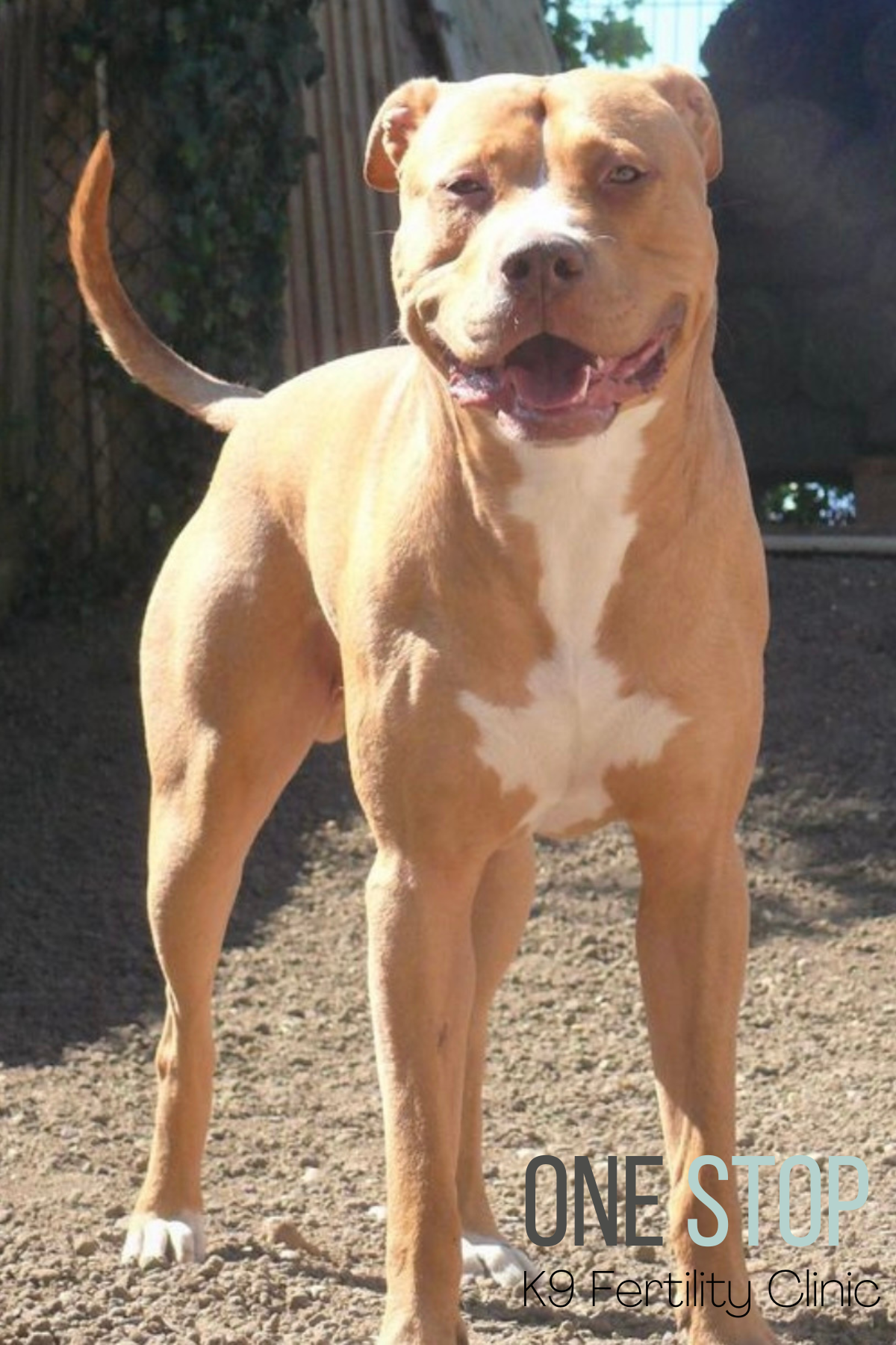 American Bulldog Stud Dog