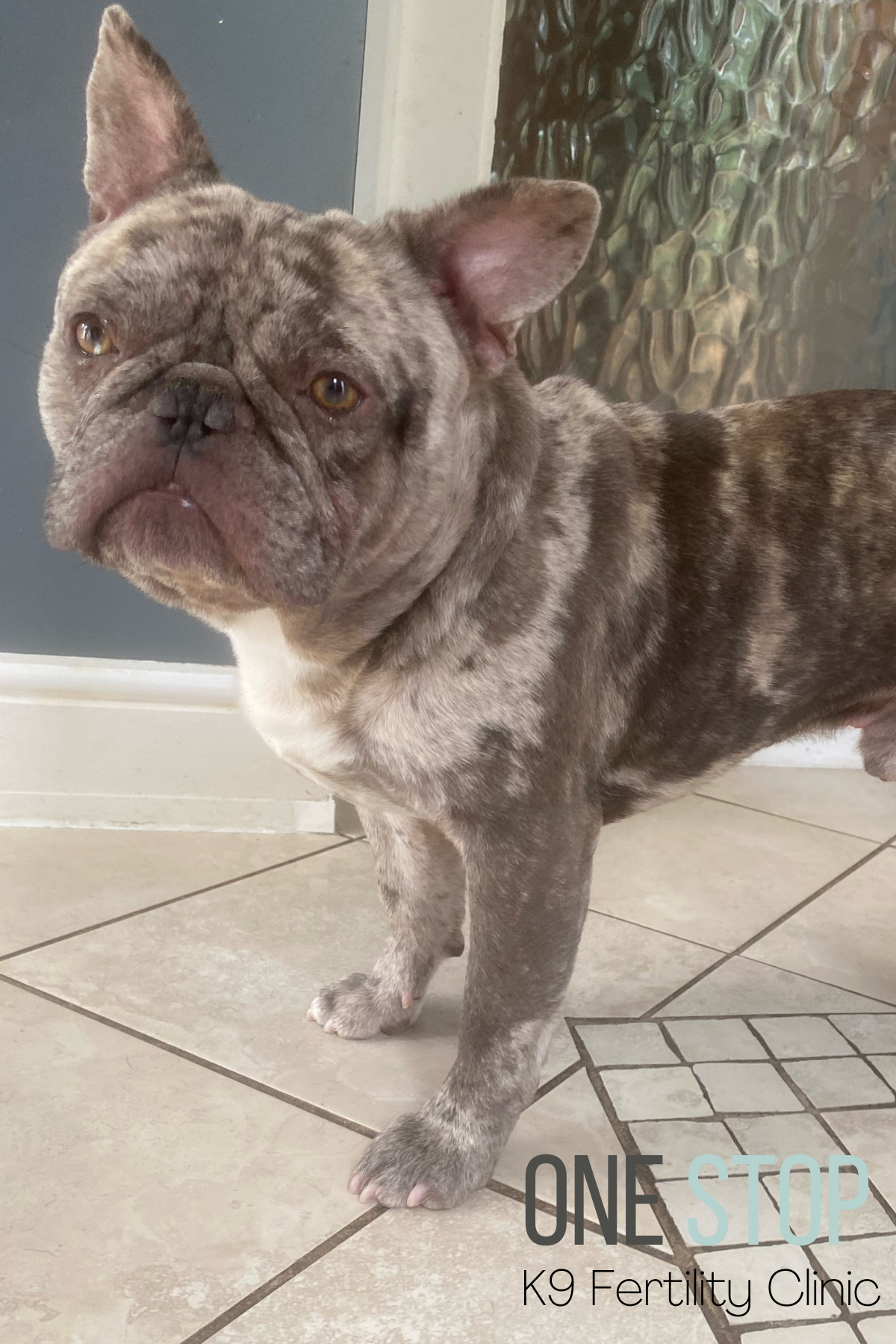 French Bulldog Stud Dog