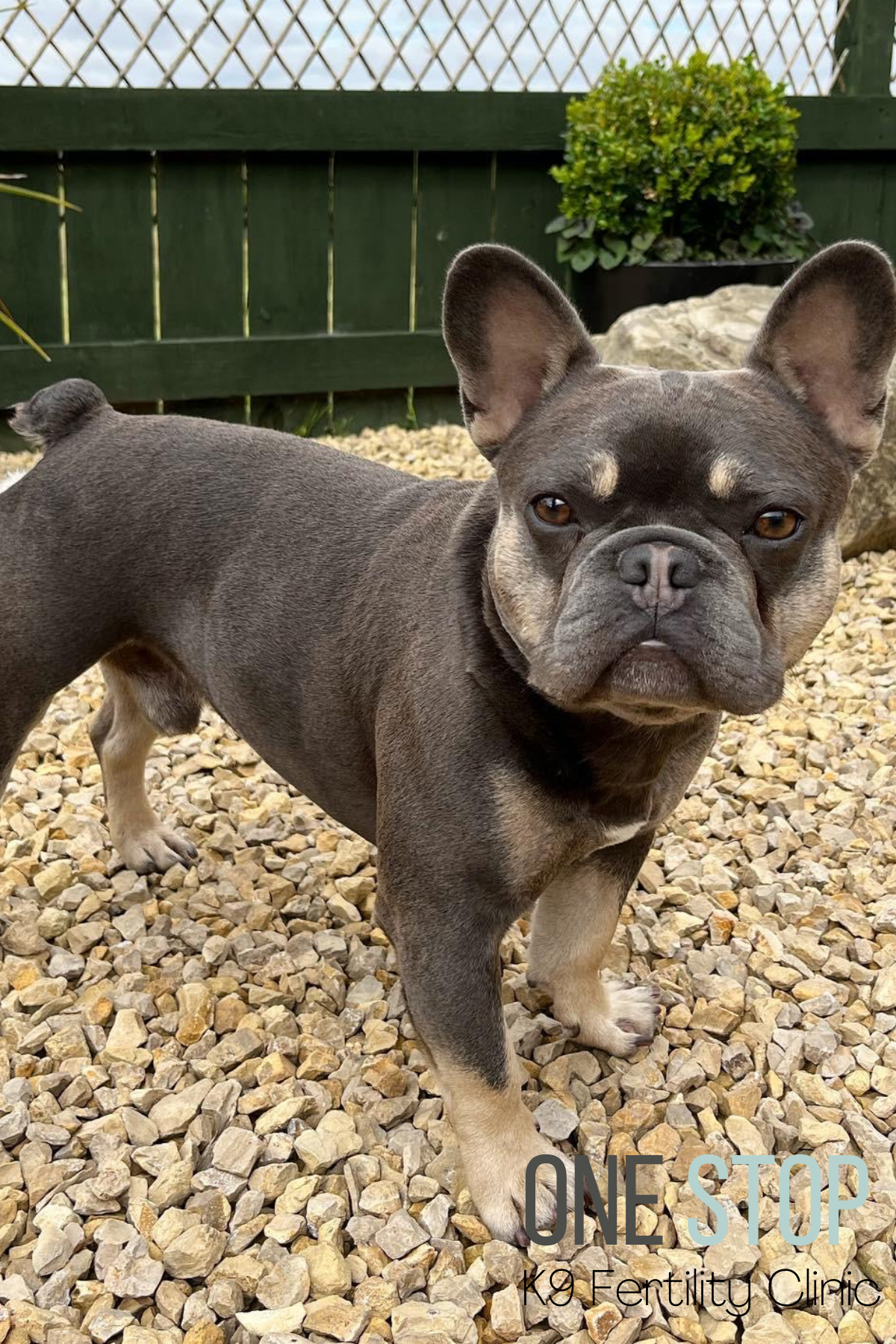 Frenchie Stud Dog