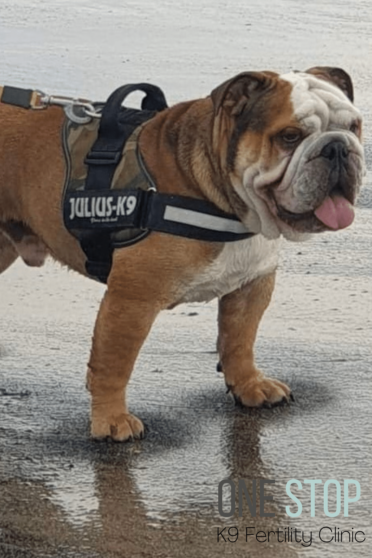 English Bulldog Stud