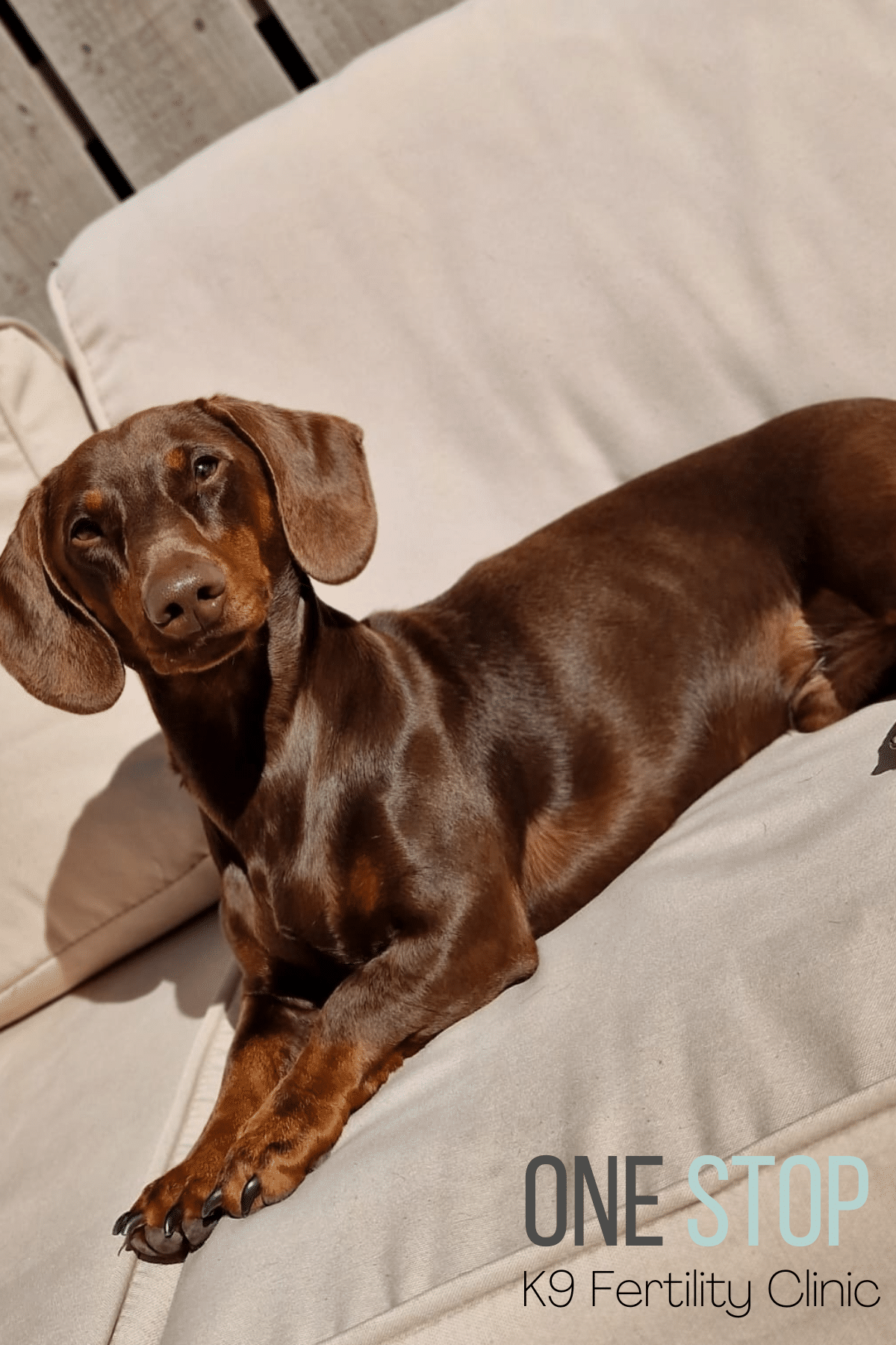 Dachshund Stud