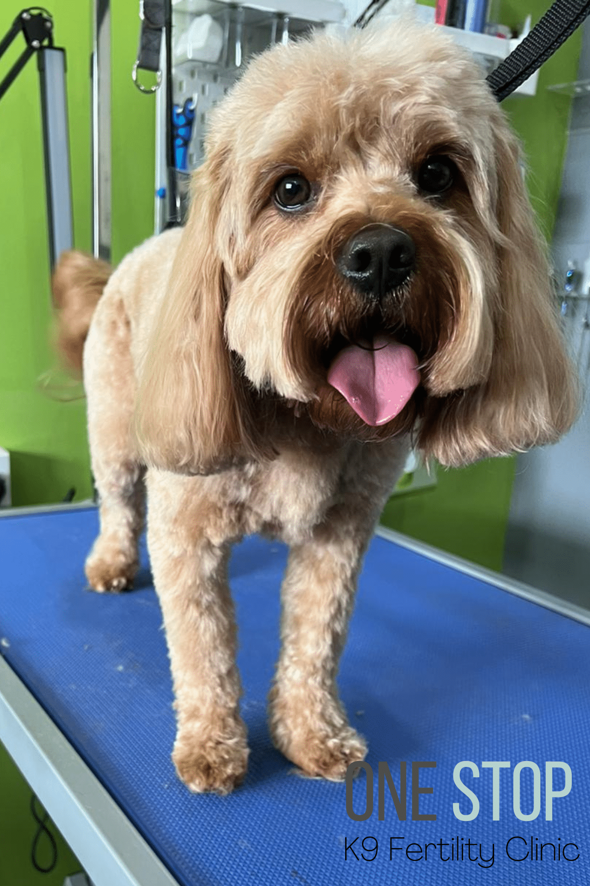 F1 Cavapoo Stud