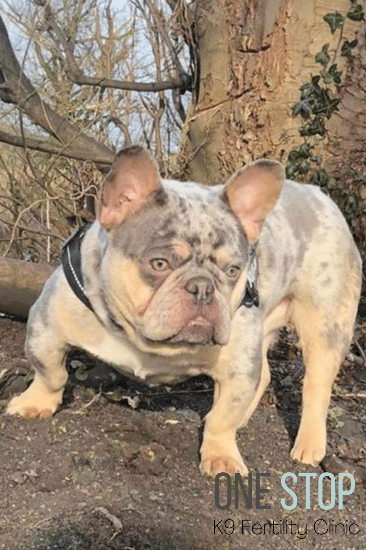 Frenchie Stud Dog