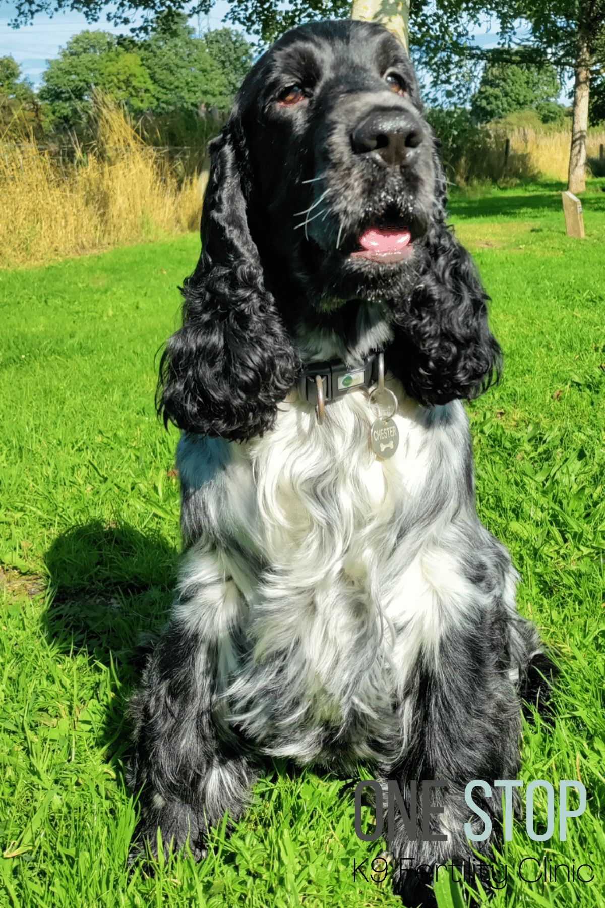 Show cocker stud dog