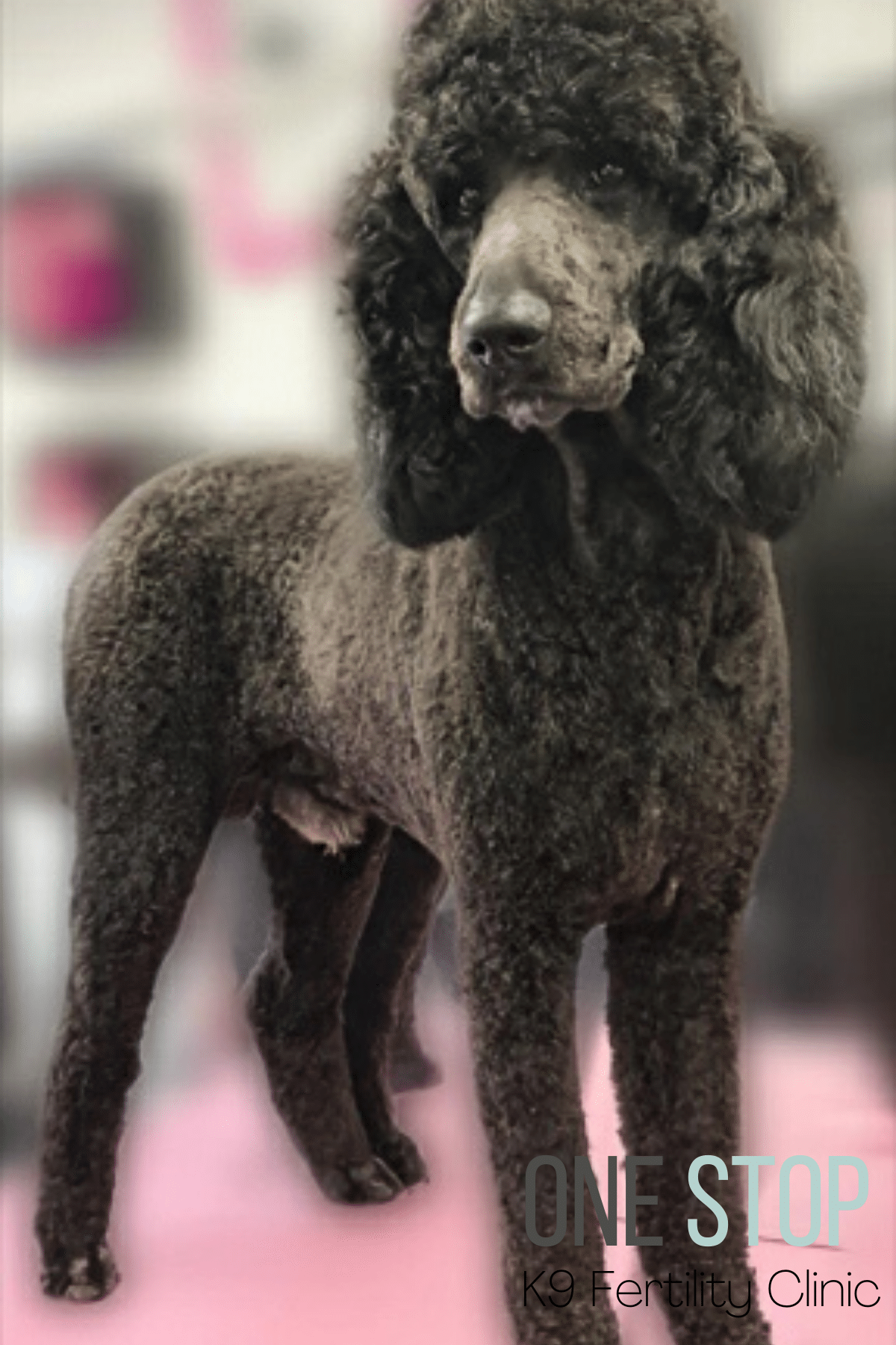 Standard Poodle Stud