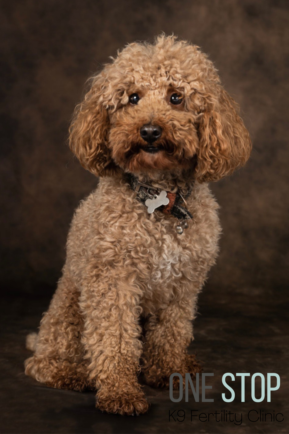 Toy Poodle Stud Newcastle