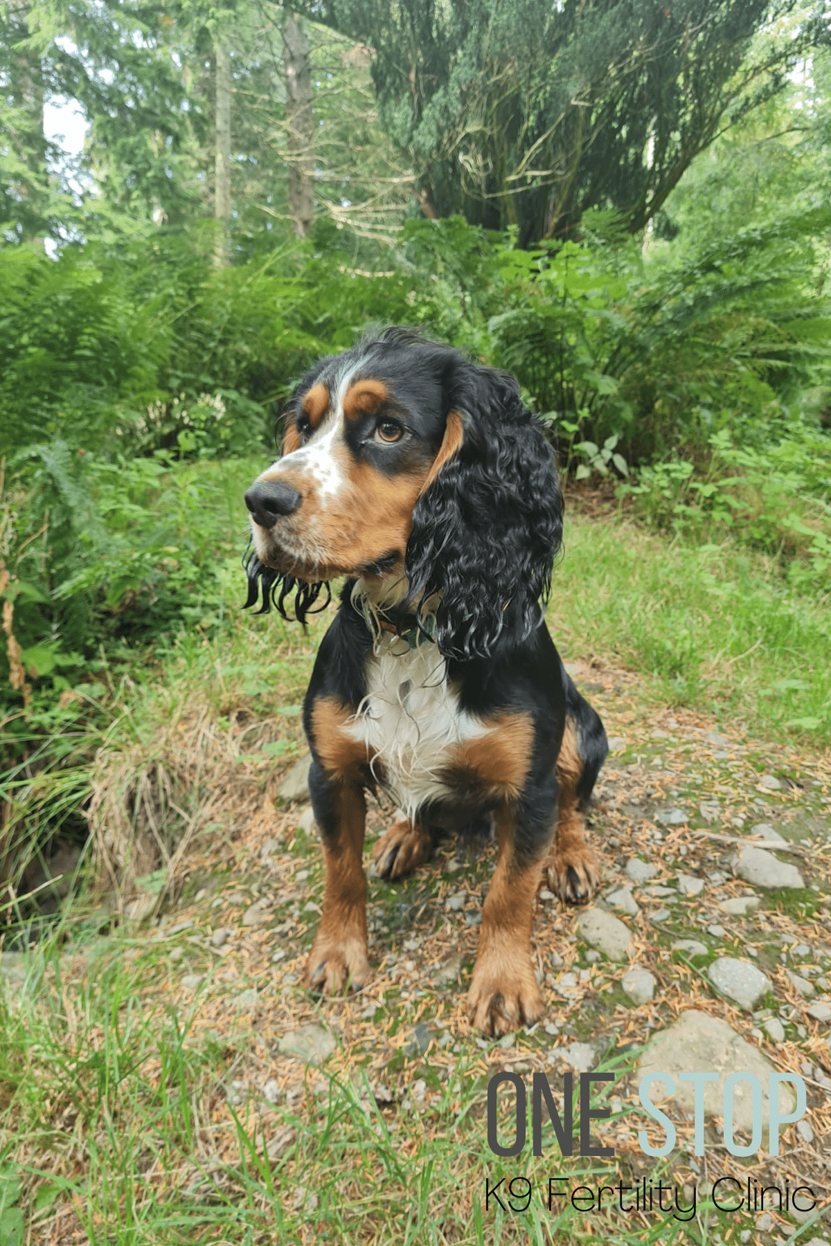 Cocker Spaniel Stud