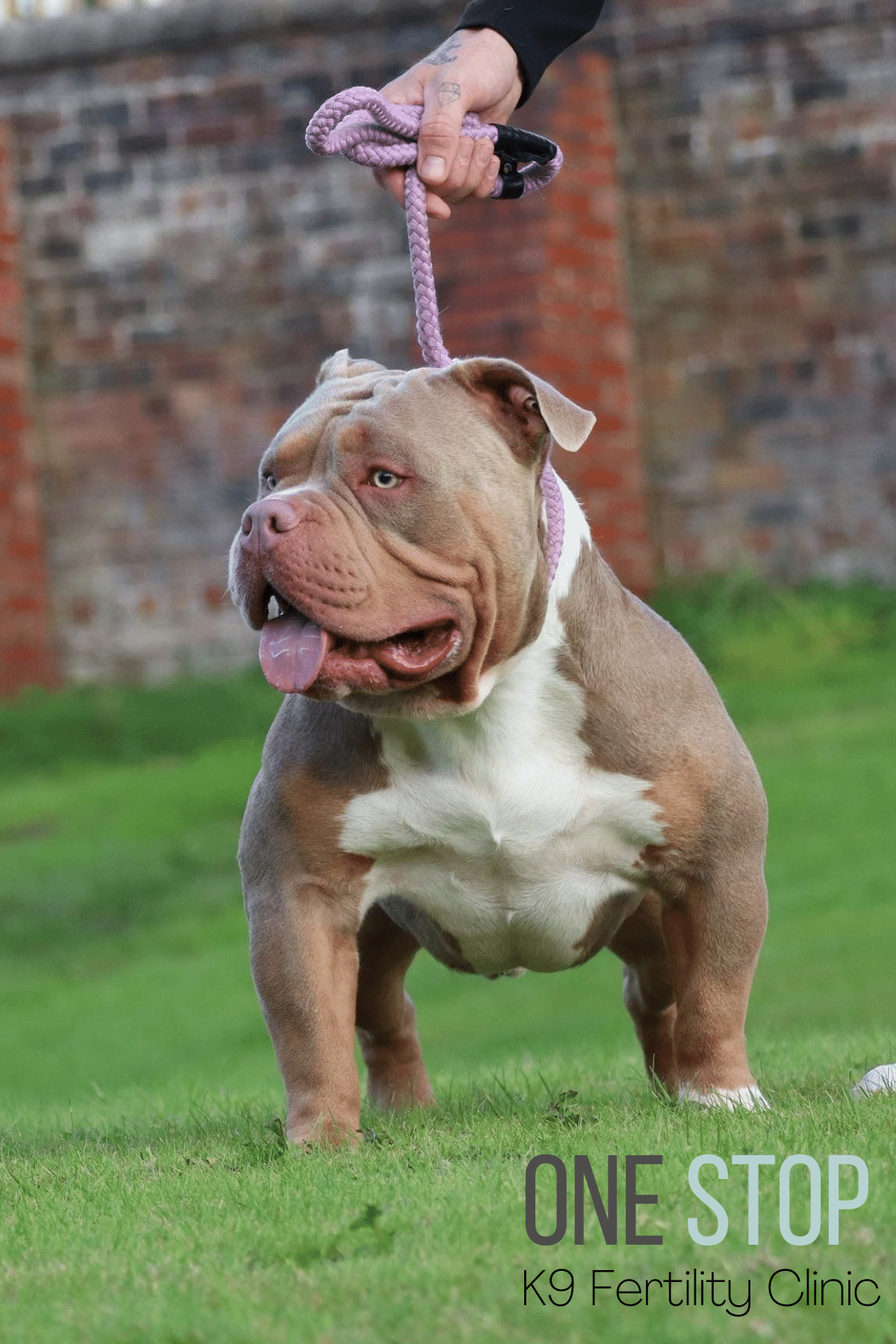 Pocket Bully Stud Dog