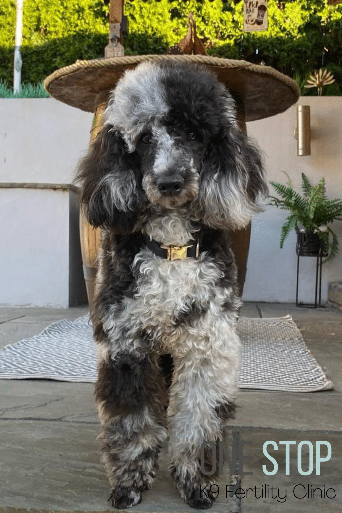 Miniature Poodle Stud Dog