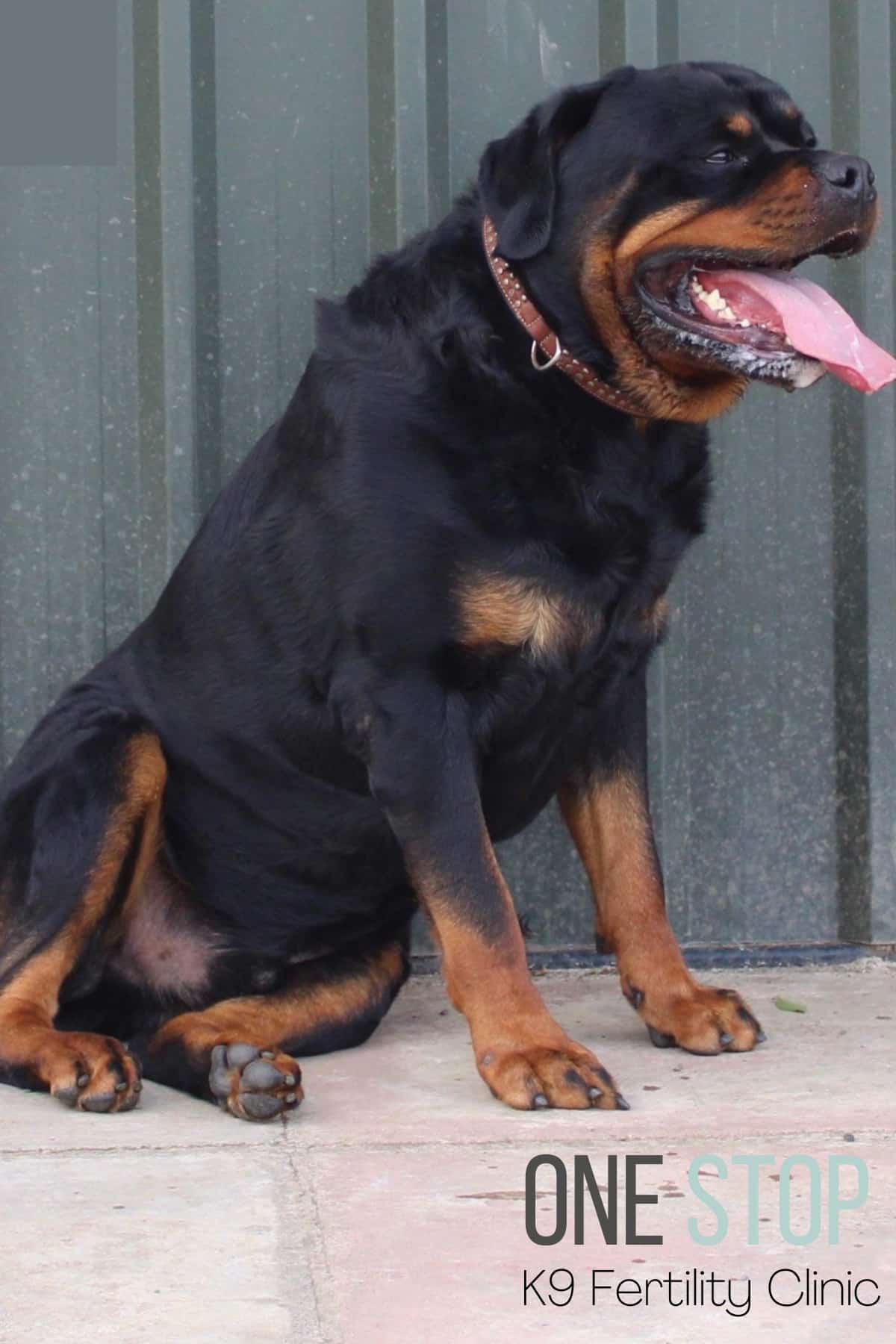 Rottweiler stud dog