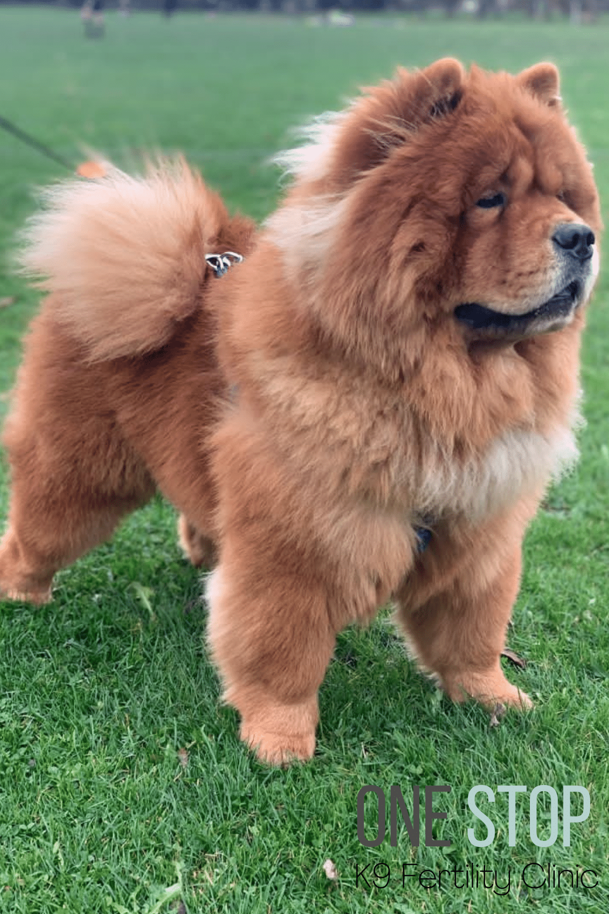 Chow Chow Stud Dog