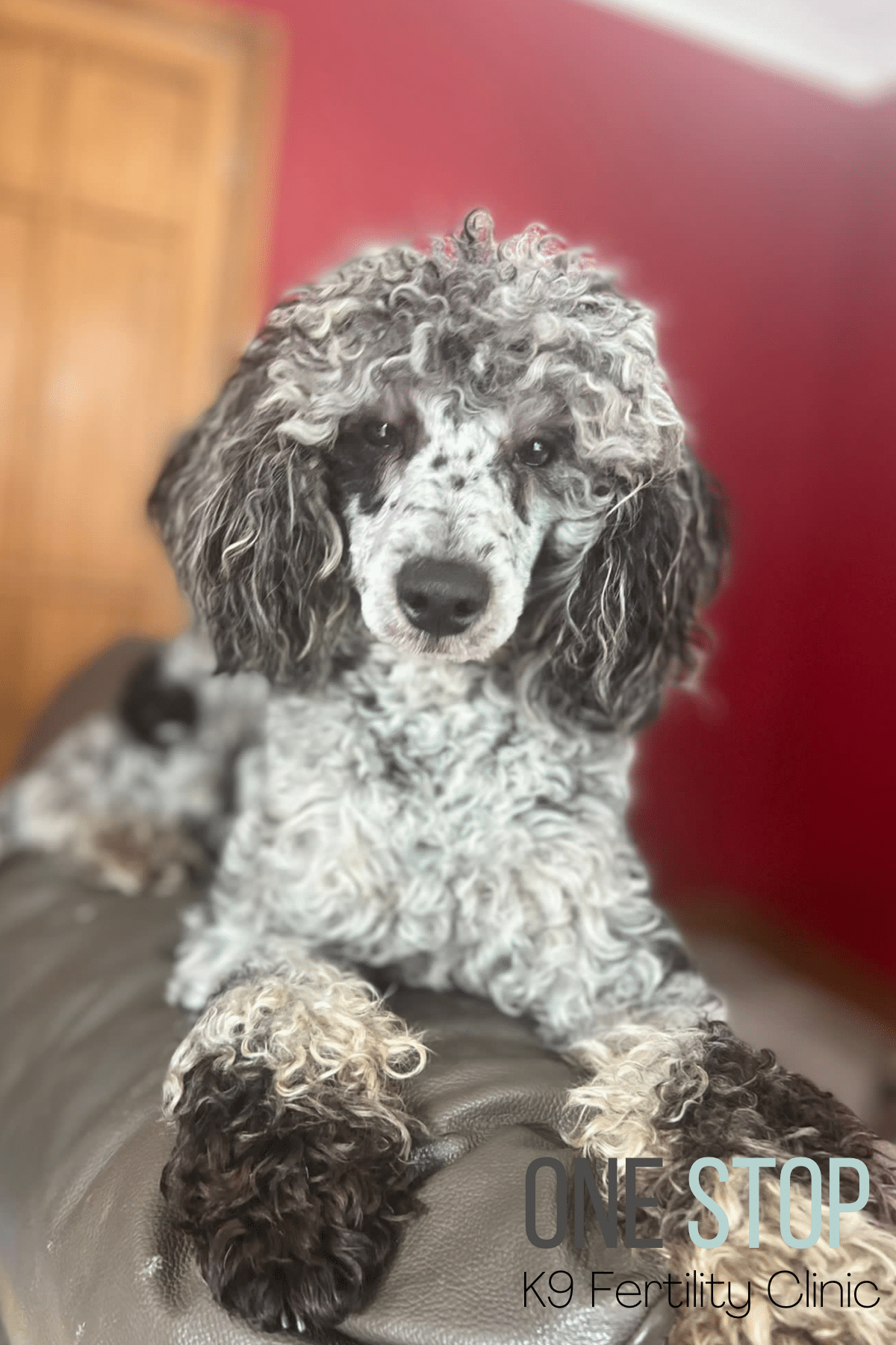 Toy Poodle Stud