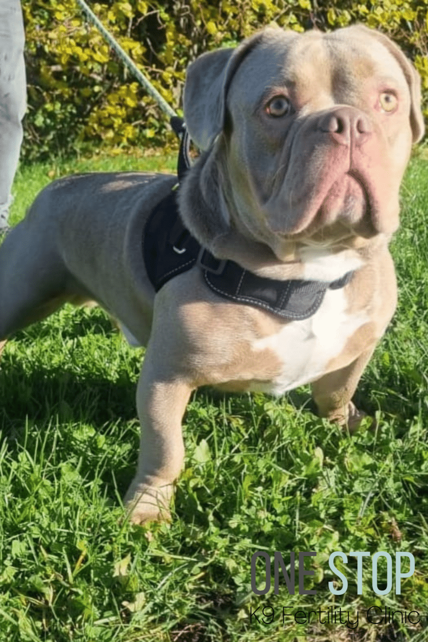 Micro Bully Stud