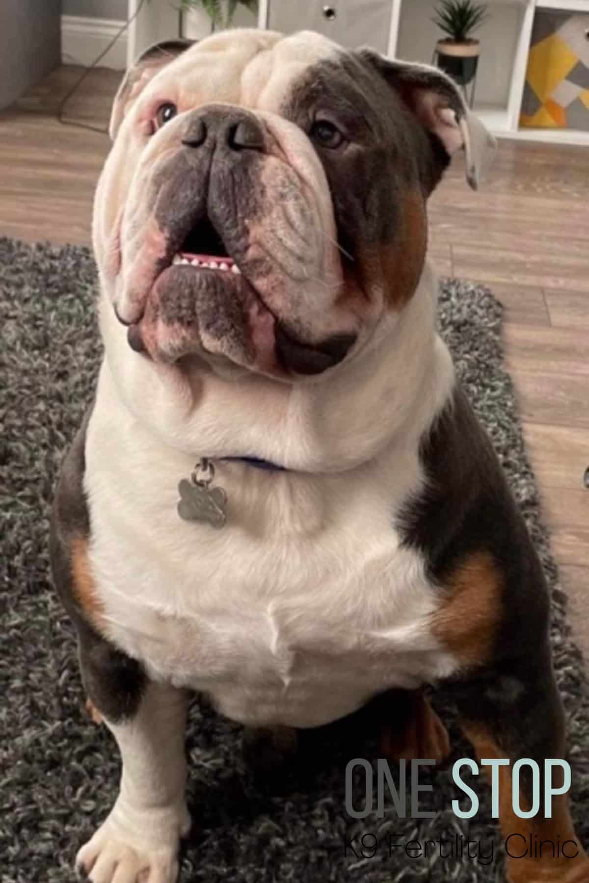 old english bulldog stud