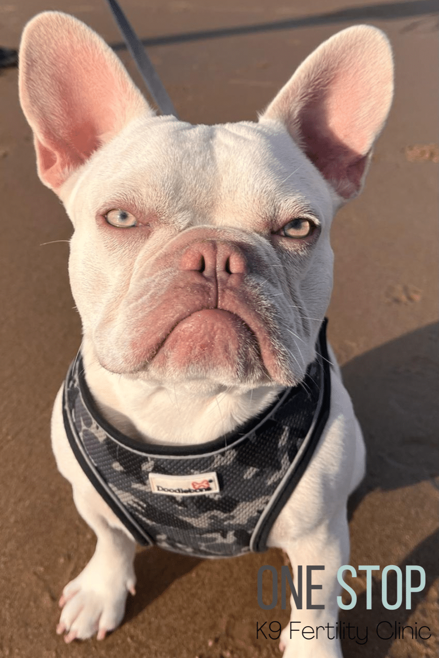 Frenchie Stud Newcastle