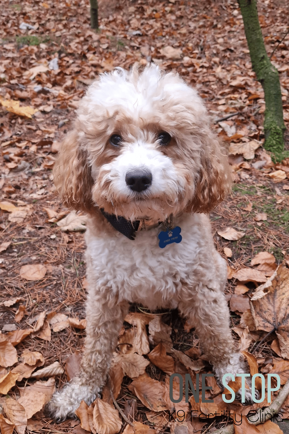 Cockapoo Stud Dog