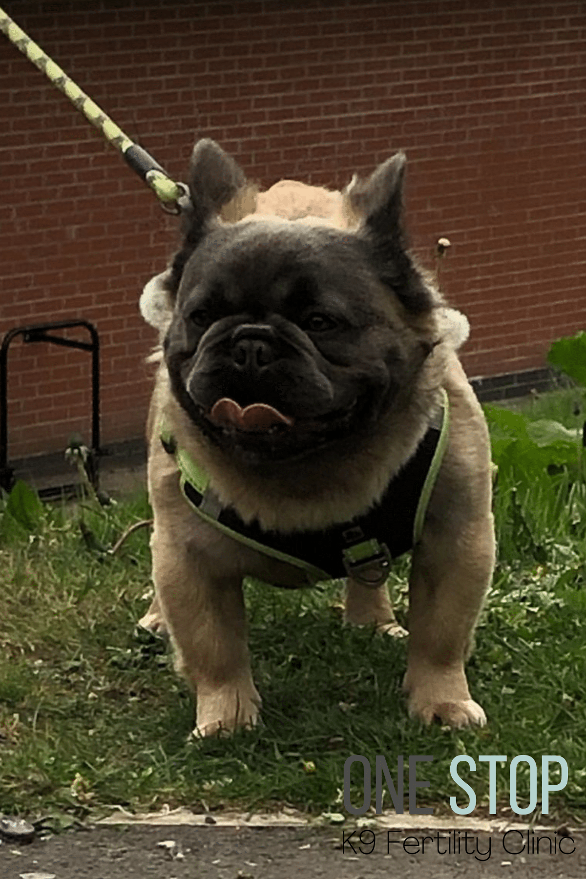 Fluffy Frenchie Stud