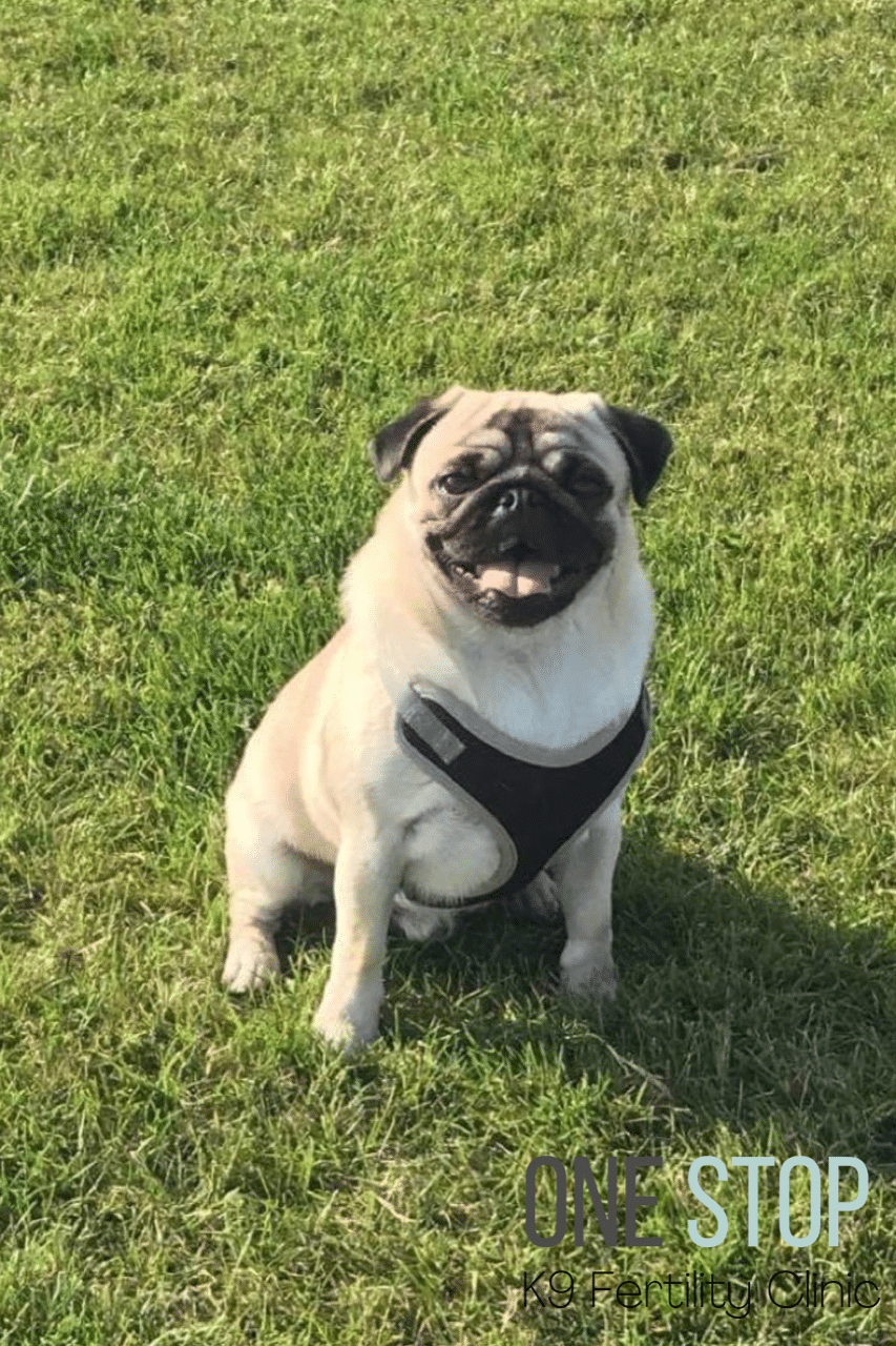 Pug stud dog