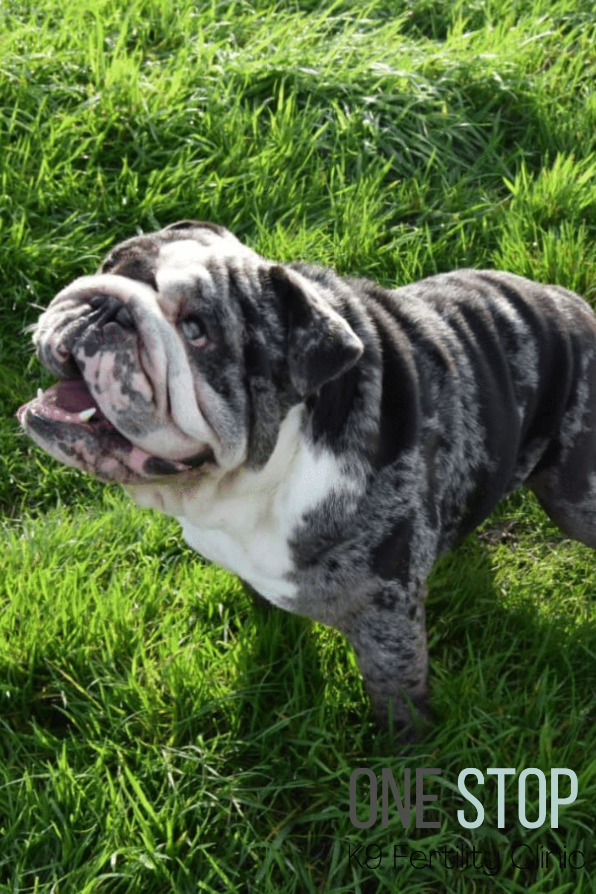 English Bulldog Stud