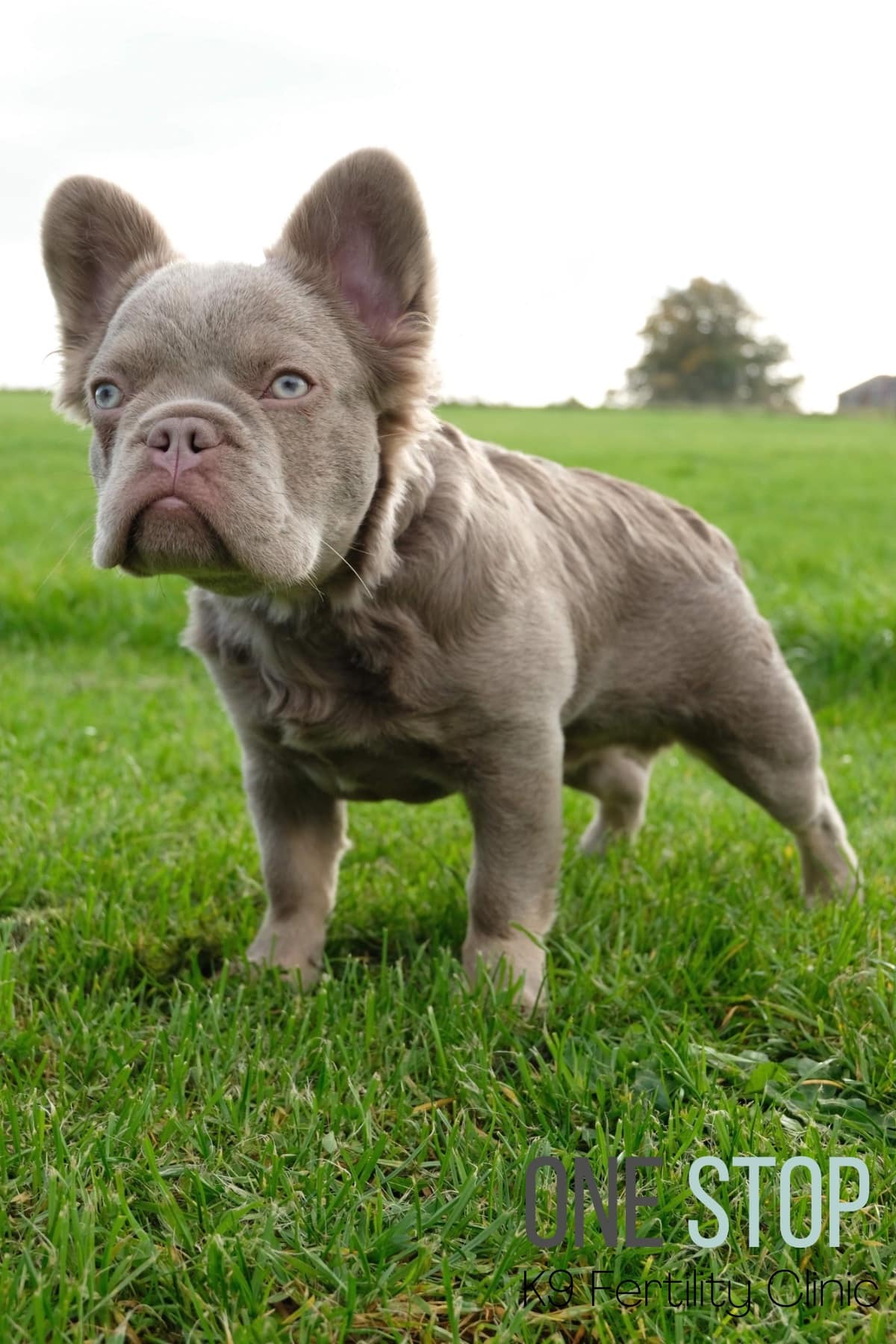 Fluffy French Bulldog Stud