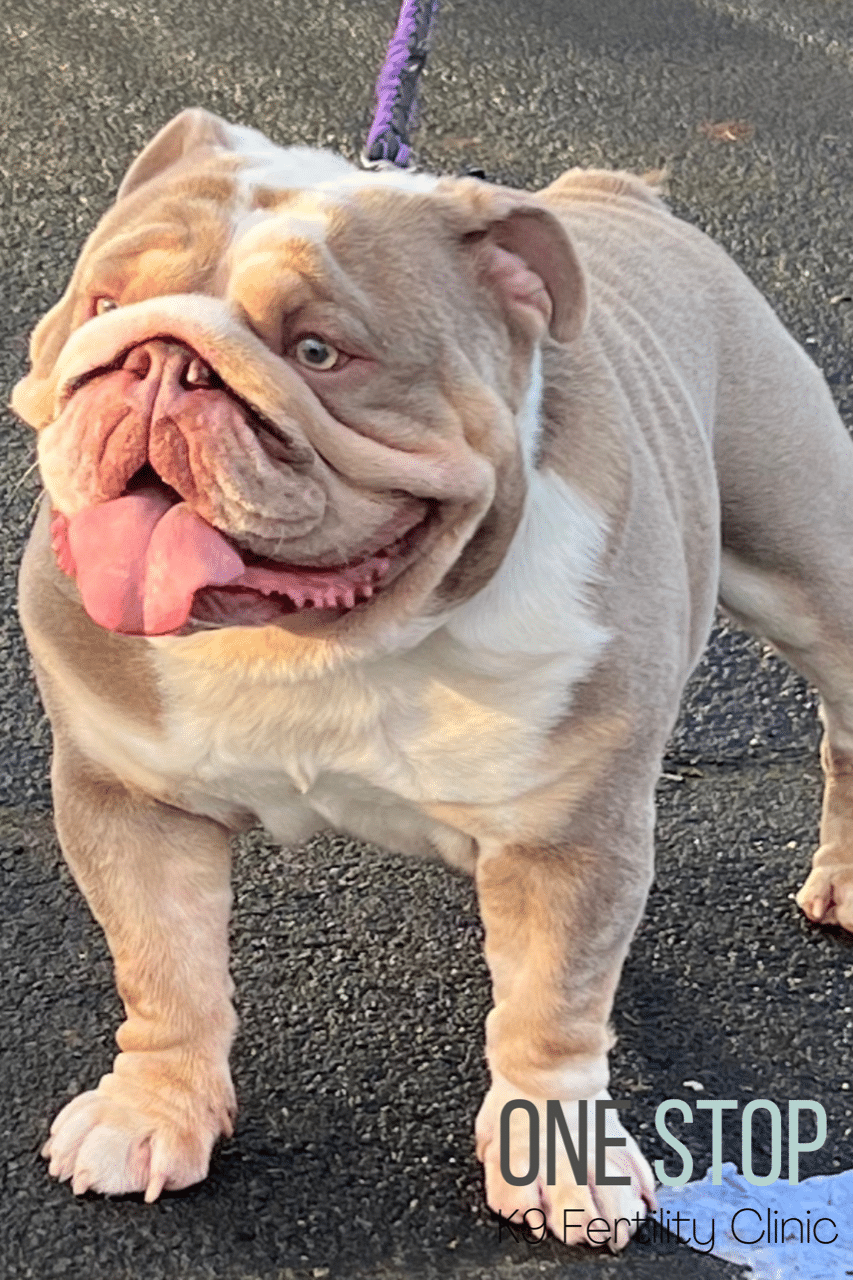 Bulldog Stud North East