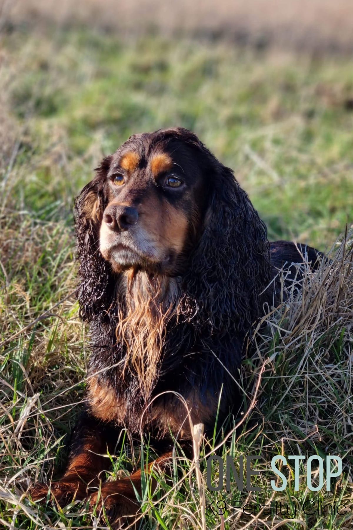 Cocker Spaniel Stud