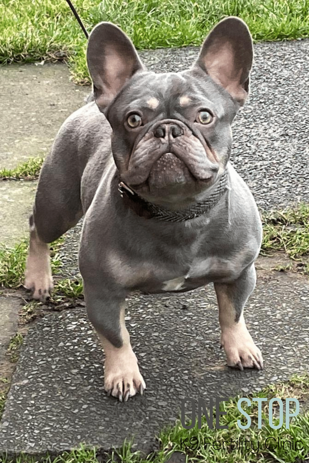 French Bulldog Stud