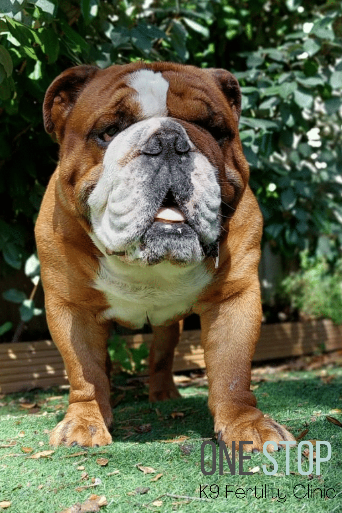 English Bulldog Stud