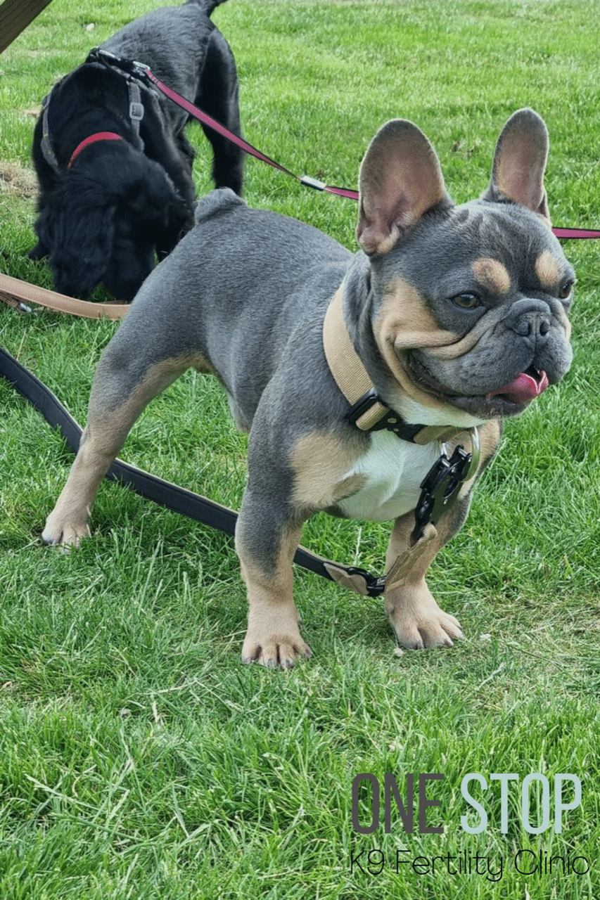 Frenchie Stud Dave