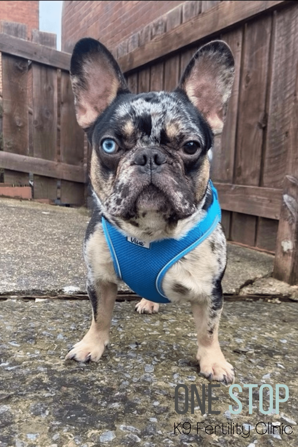 French Bully Stud