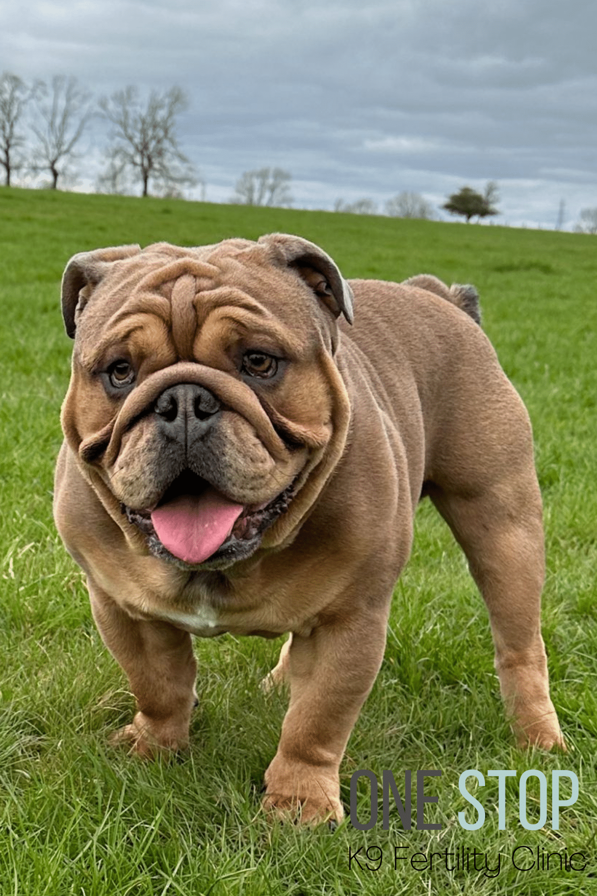 British Bulldog Stud