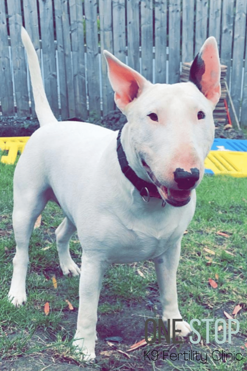 English bull terrier stud