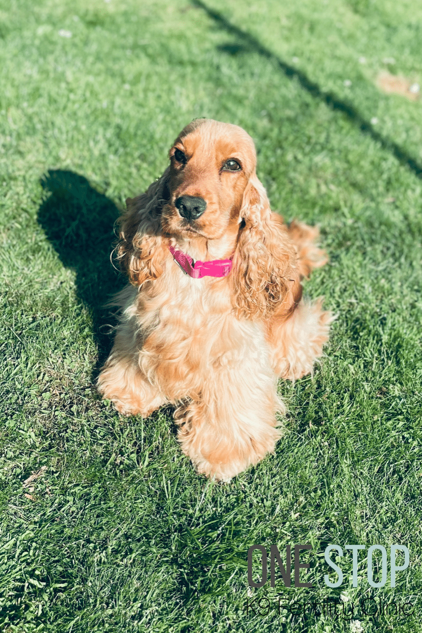 Cocker Spaniel Stud