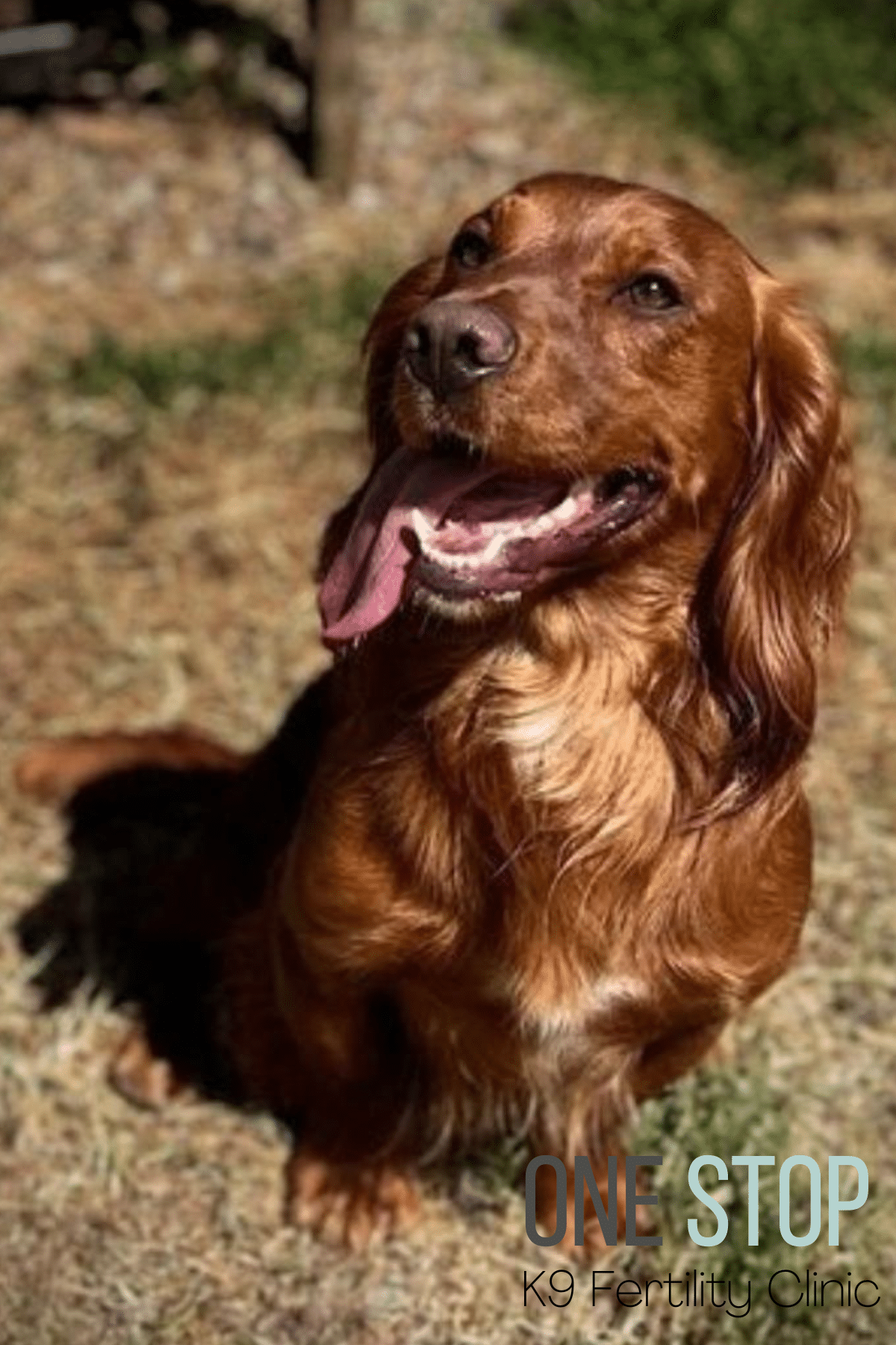 Working Cocker Spaniel